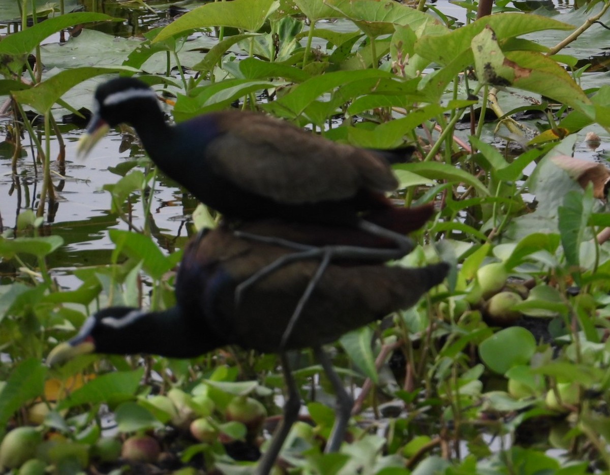 Bronze-winged Jacana - ML196893281