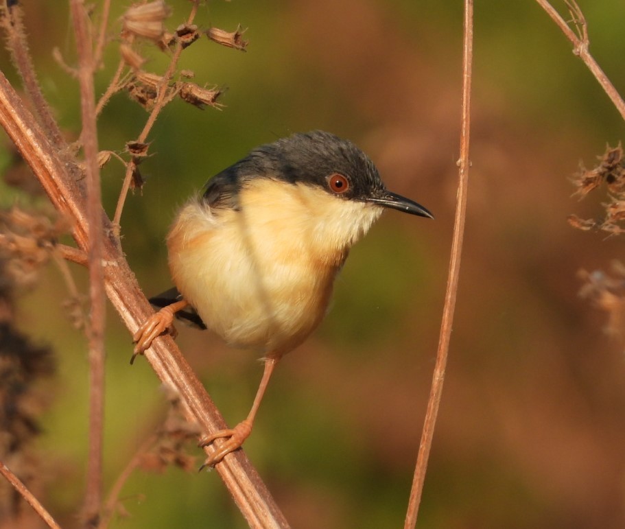 Ashy Prinia - ML196893521