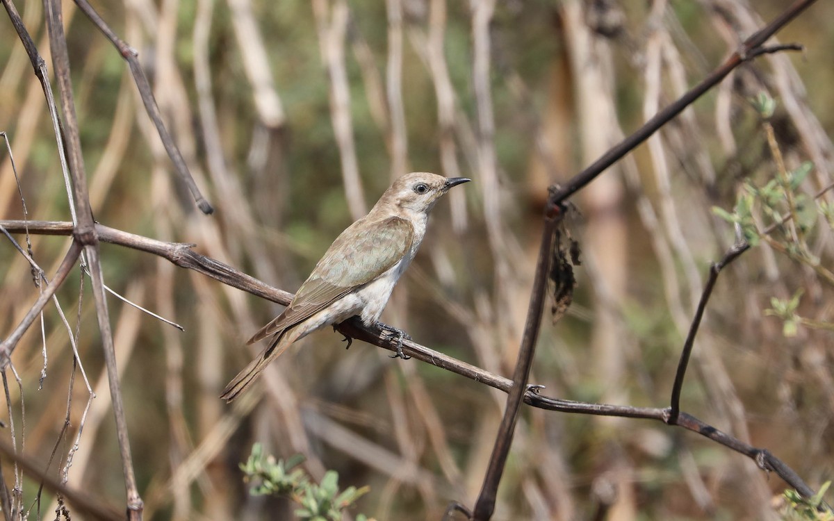 Horsfield's Bronze-Cuckoo - ML196893551