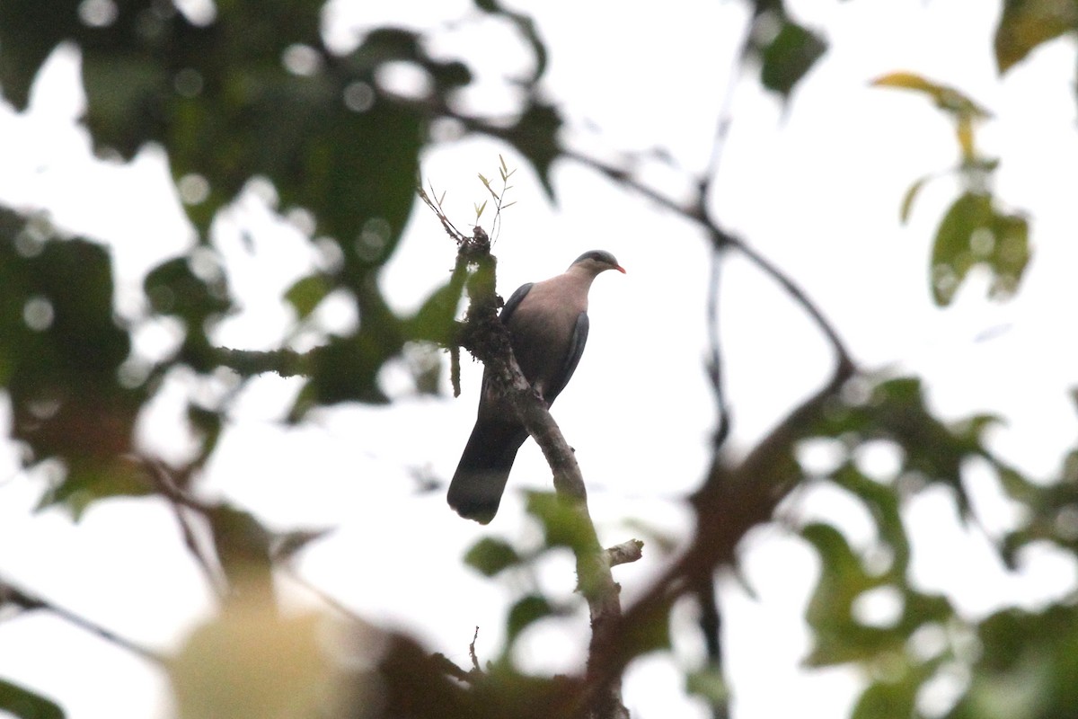 Seram Mountain-Pigeon - ML196893581