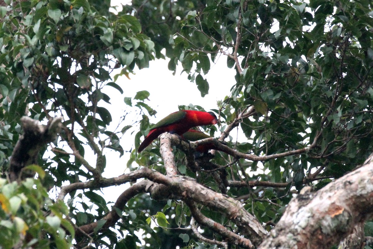 Purple-naped Lory - Rainer Seifert