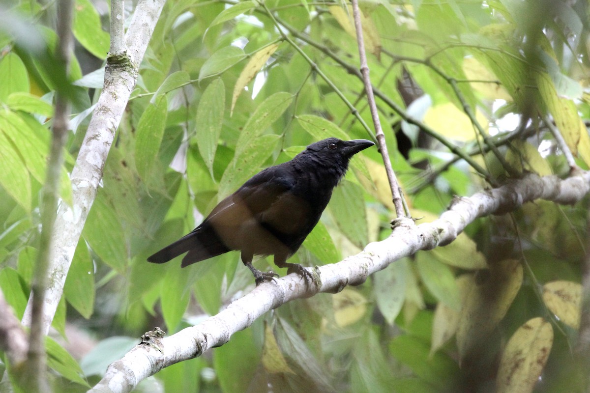 Violet Crow - Rainer Seifert