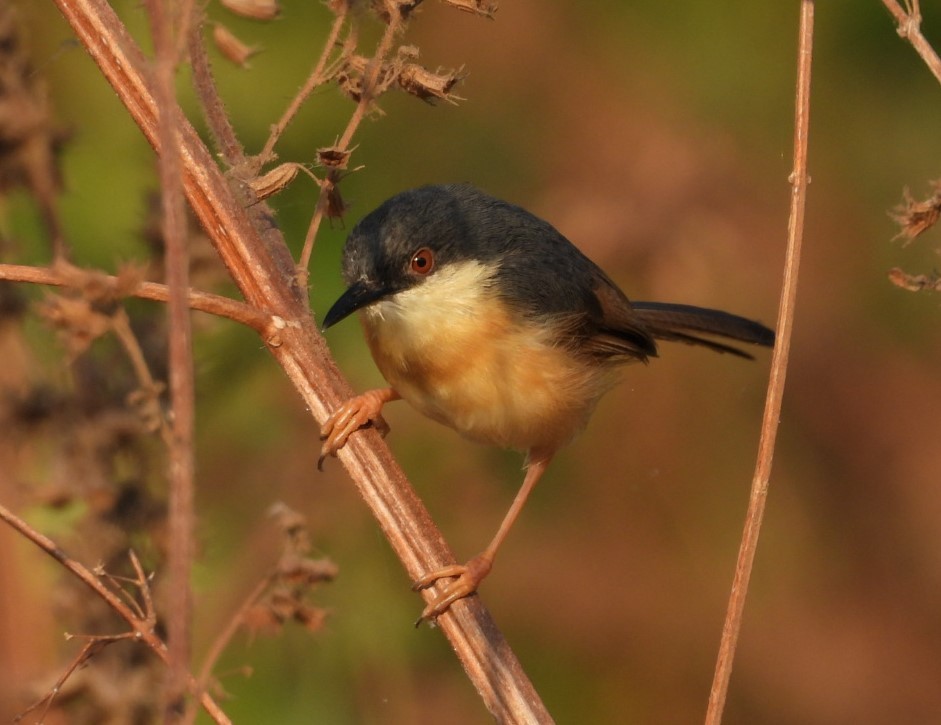 Ashy Prinia - ML196893731