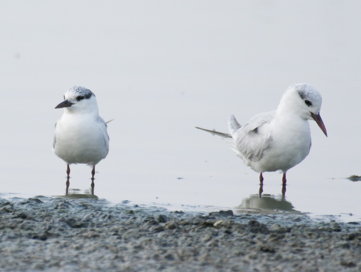 Whiskered Tern - ML196893791