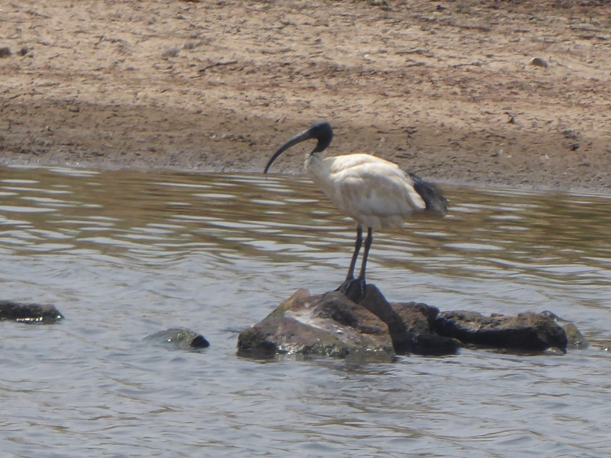 ibis australský - ML196894131