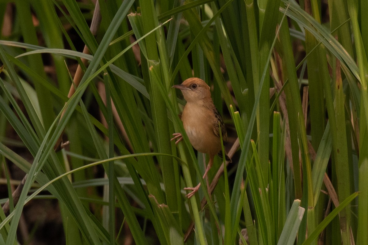 Golden-headed Cisticola - ML196896001