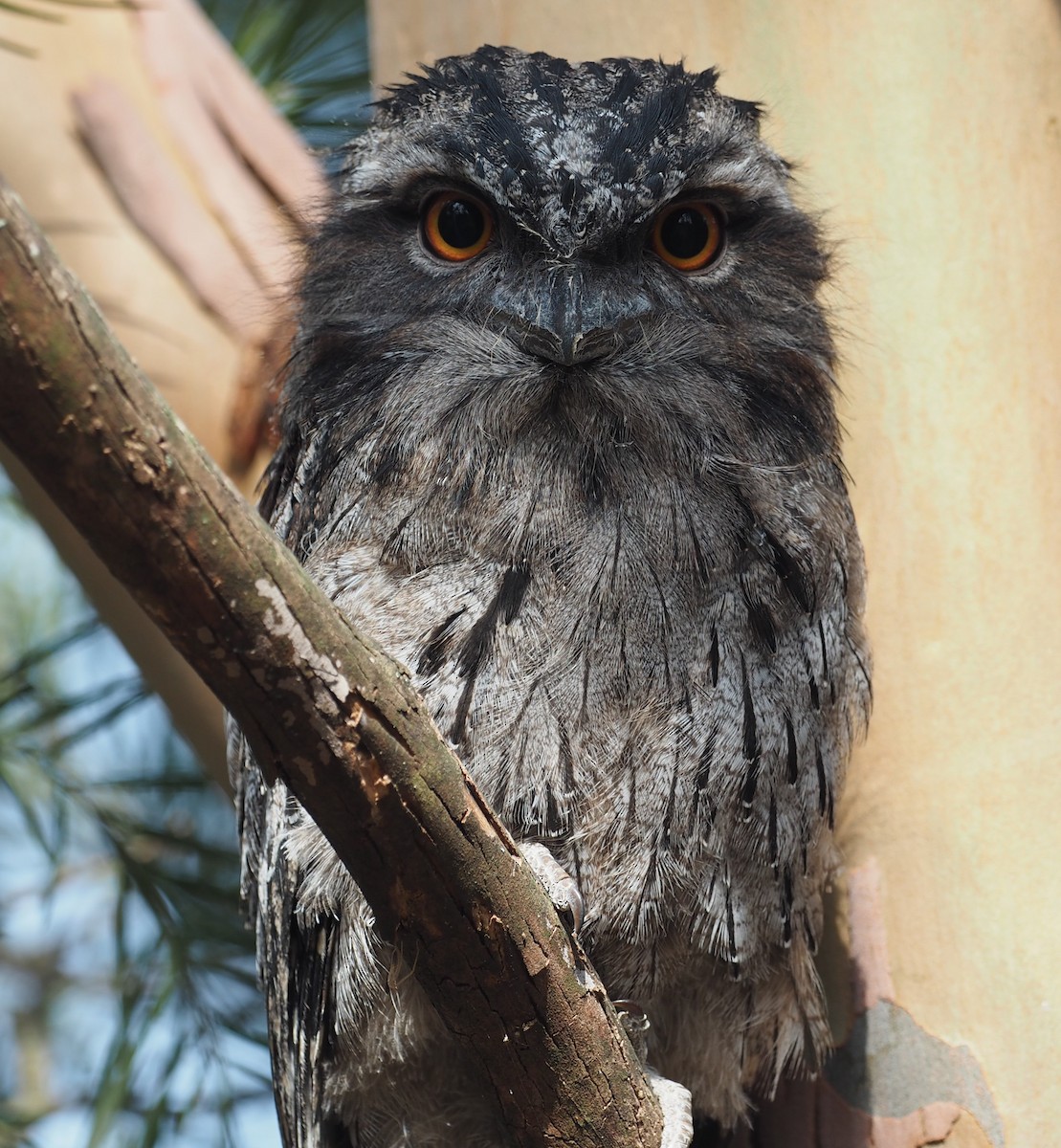 Tawny Frogmouth - ML196896951