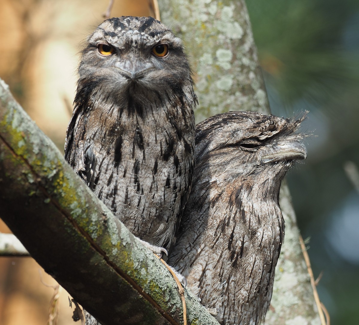 Tawny Frogmouth - ML196896961