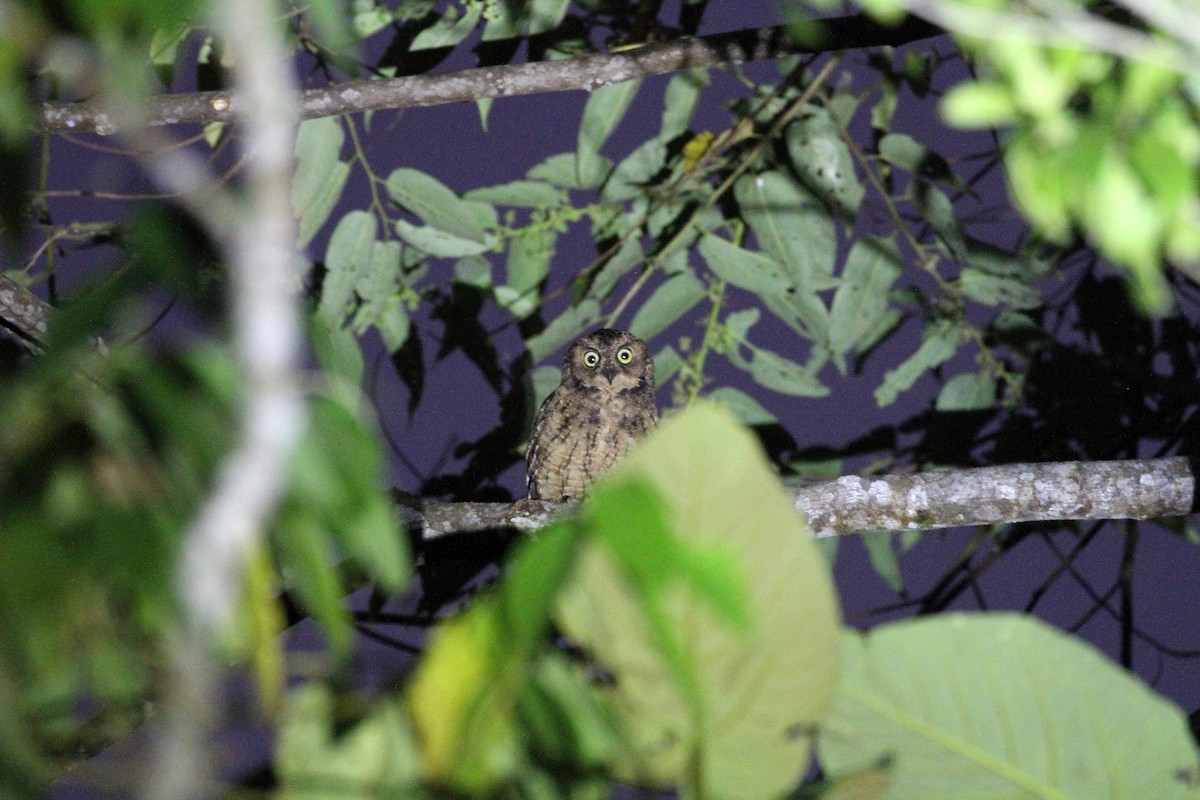 Moluccan Scops-Owl - Rainer Seifert