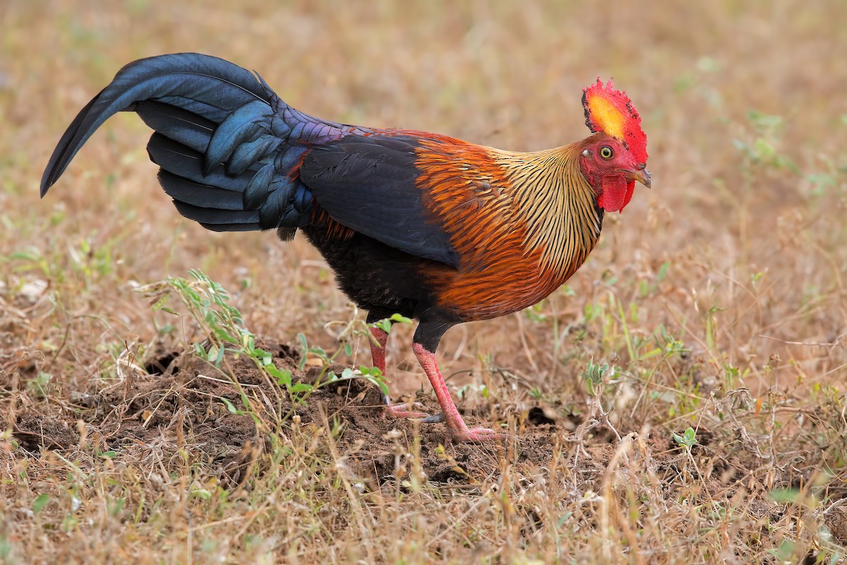 Sri Lanka Junglefowl - Marco Valentini