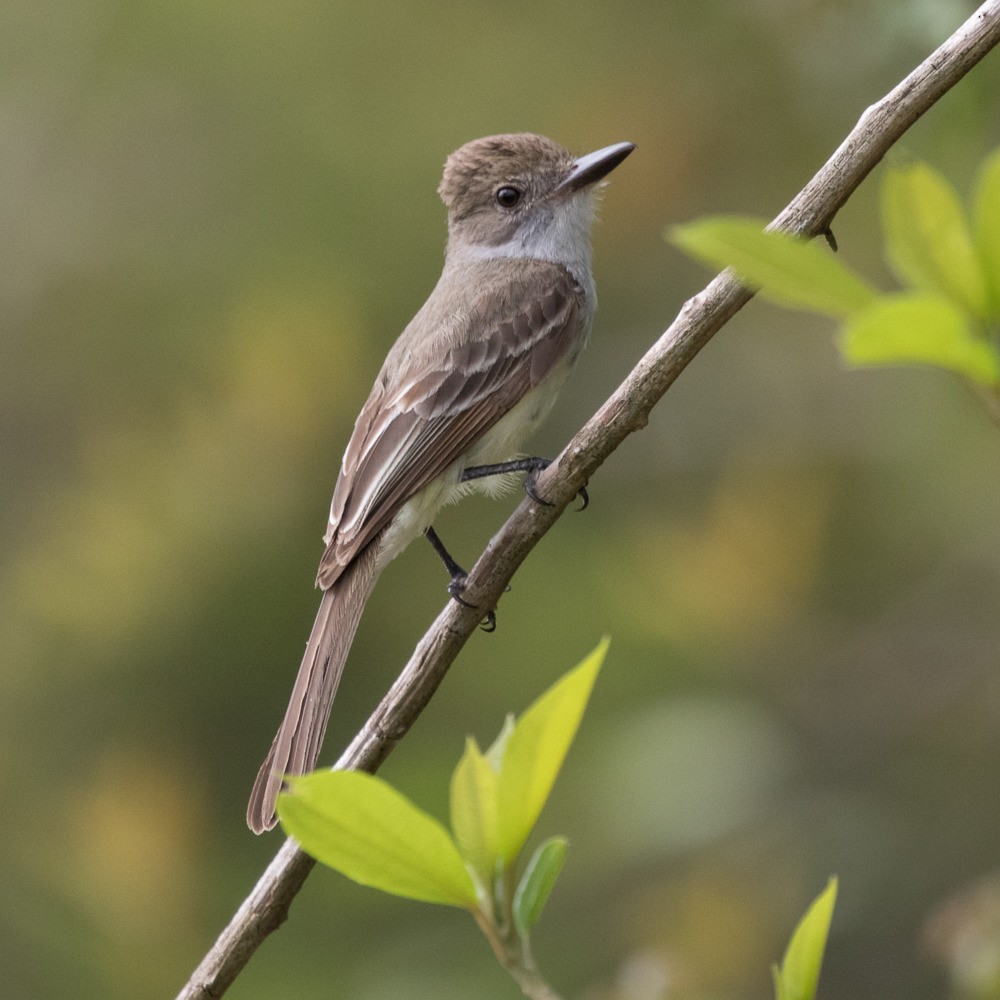 Brown-crested Flycatcher - Silvia Faustino Linhares