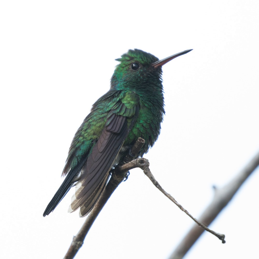 Blue-chinned Sapphire - ML196904451