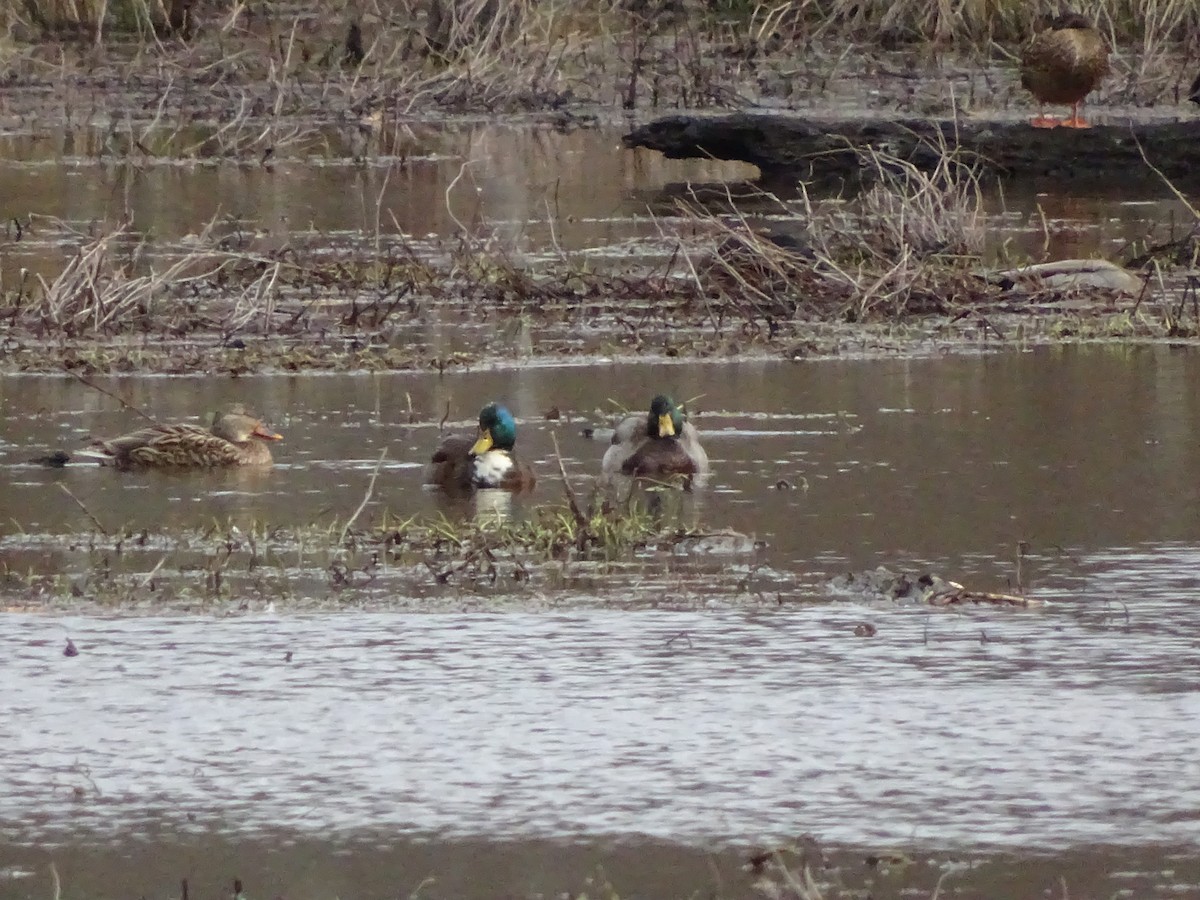 Mallard (Domestic type) - ML196904601