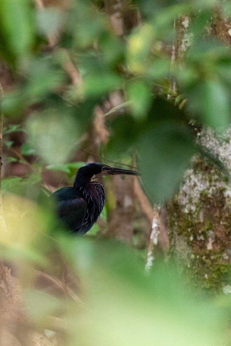 Agami Heron - ML196905501