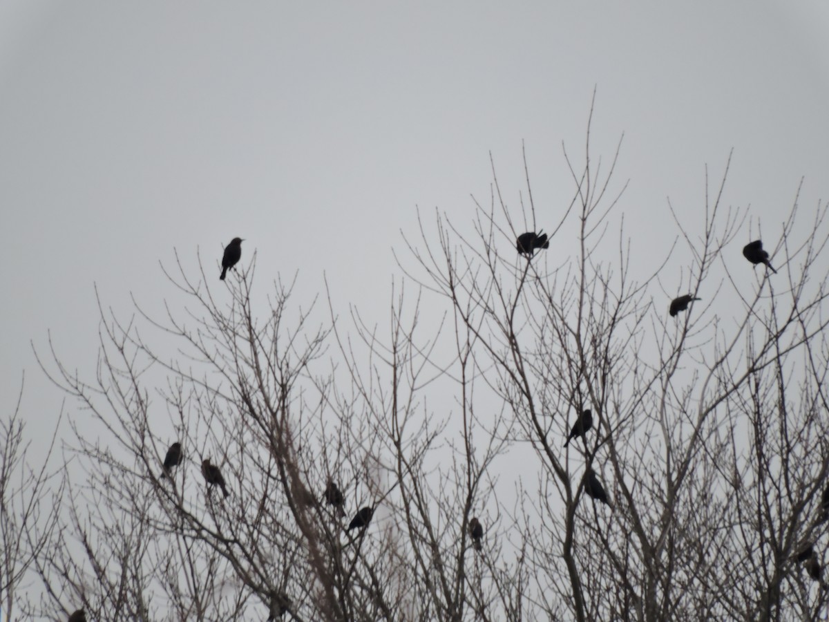 Rusty Blackbird - ML196905841