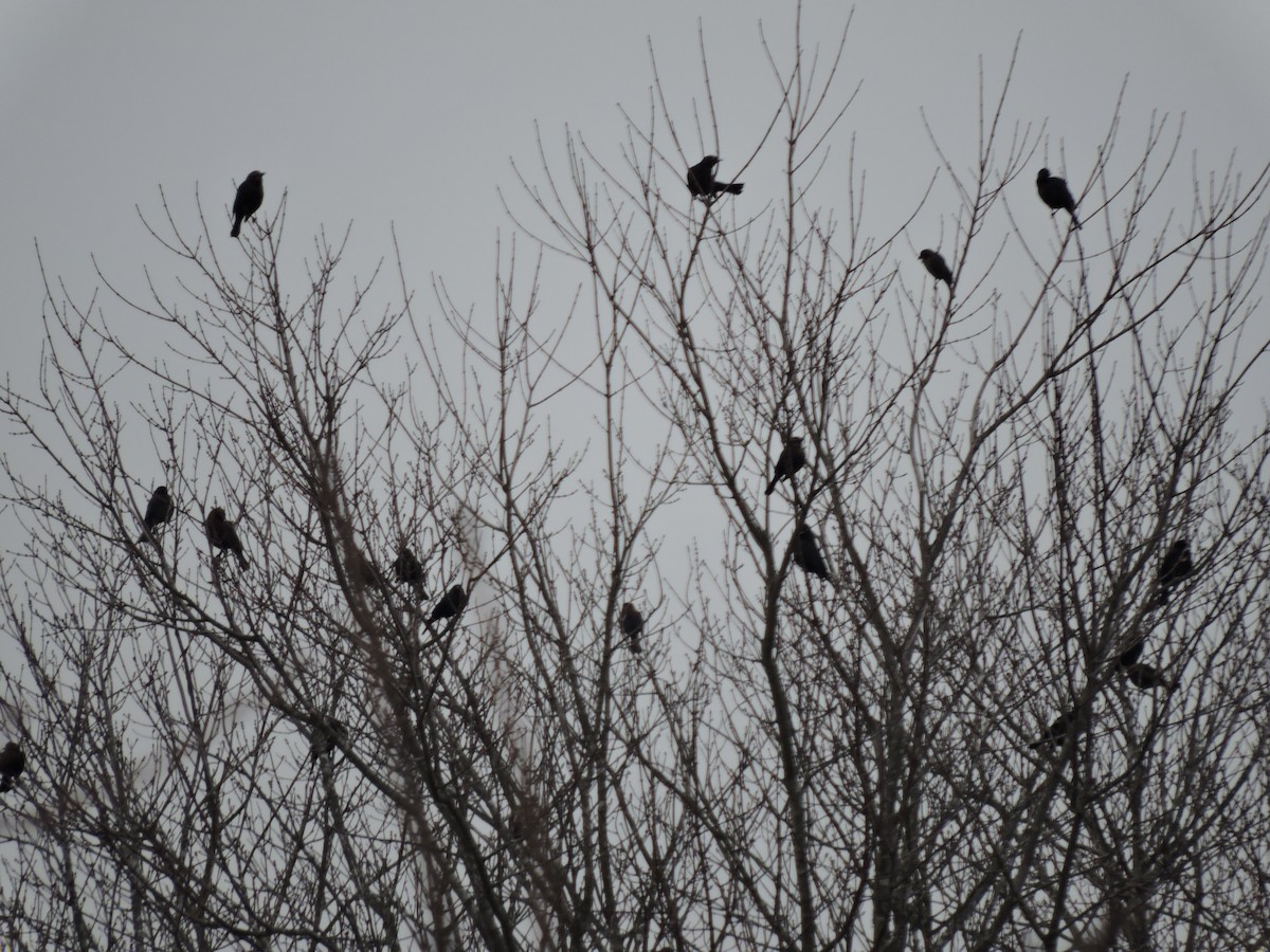 Rusty Blackbird - ML196905851