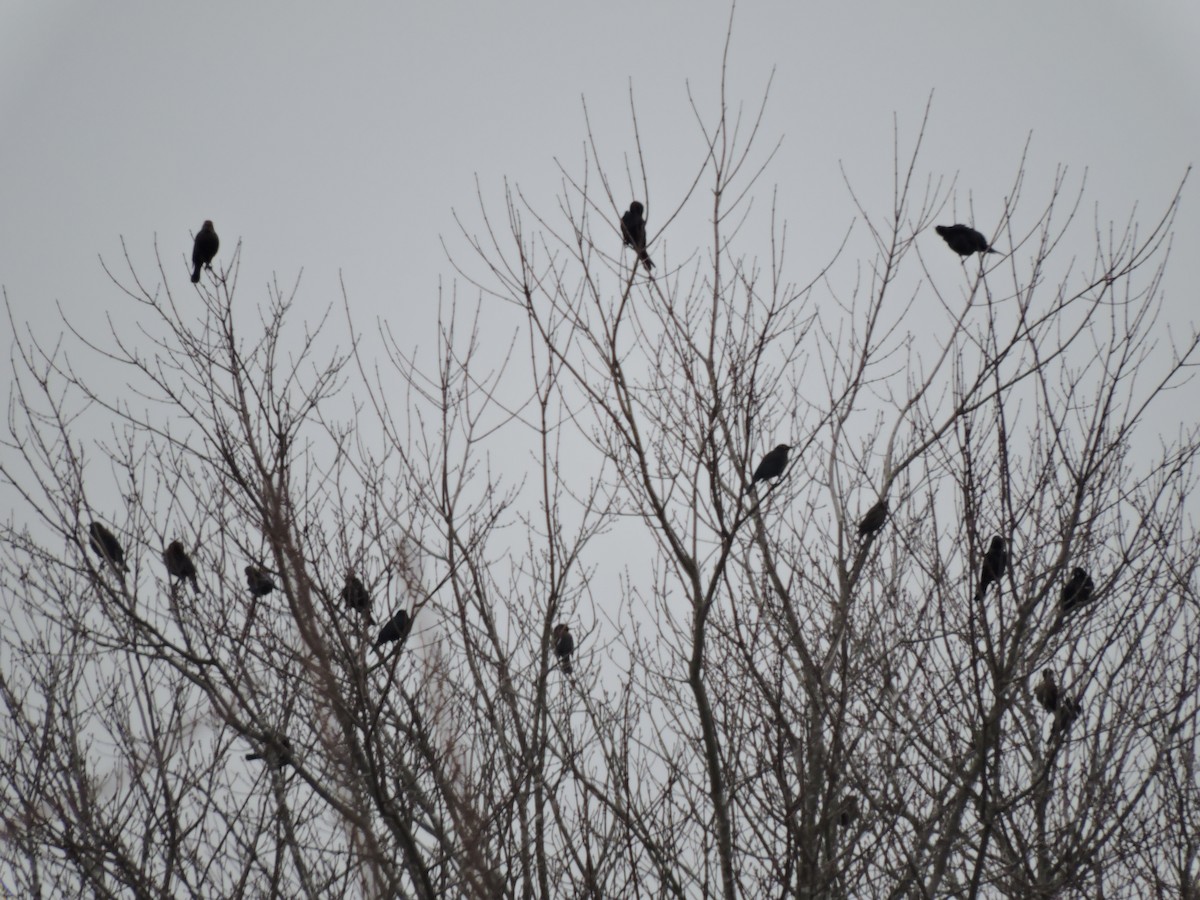 Rusty Blackbird - Matthew Campbell