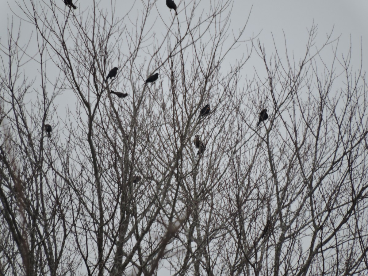 Rusty Blackbird - ML196905891