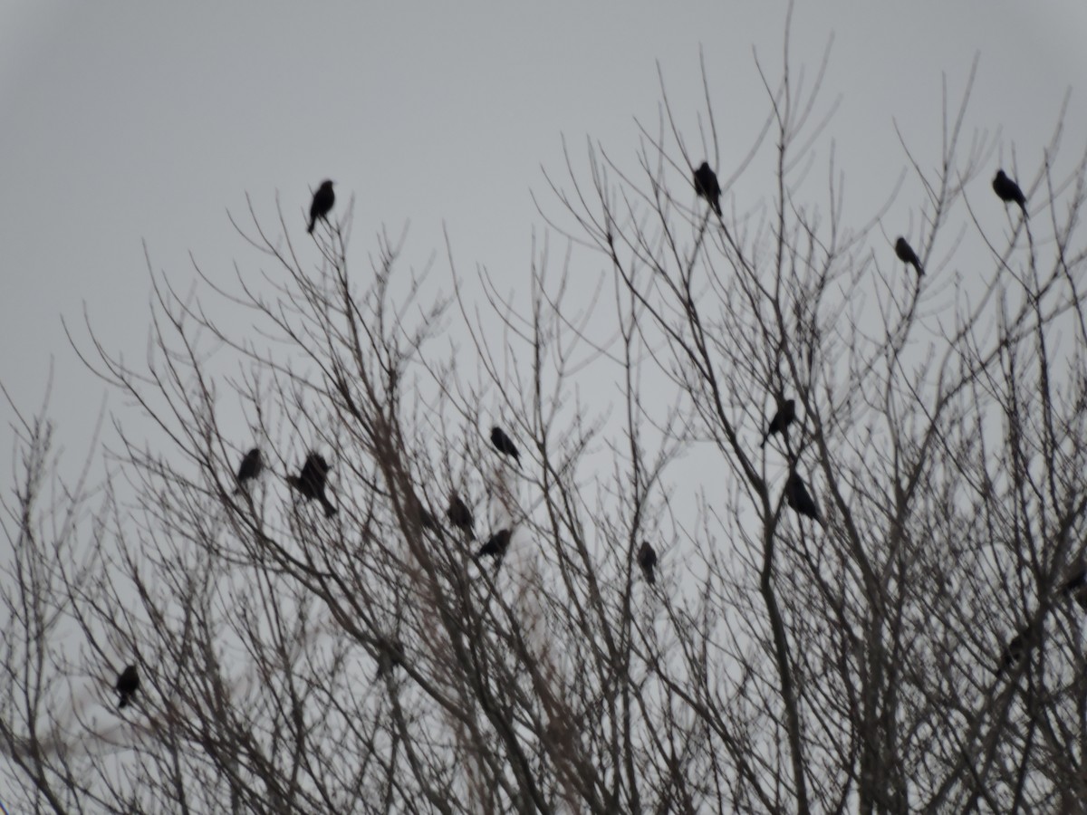 Rusty Blackbird - ML196905911