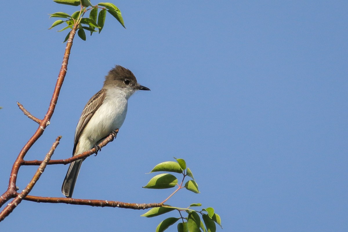 La Sagra's Flycatcher - ML196907821