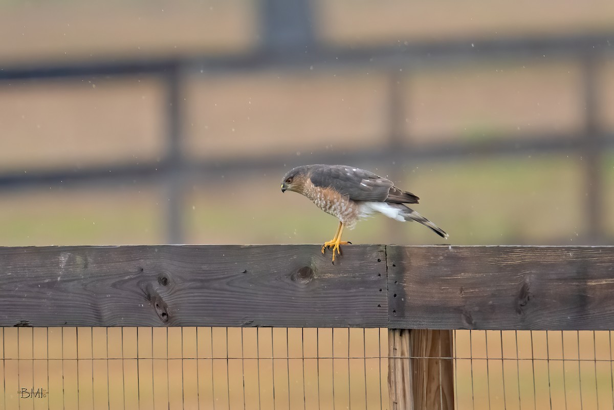 Sharp-shinned Hawk - ML196908071