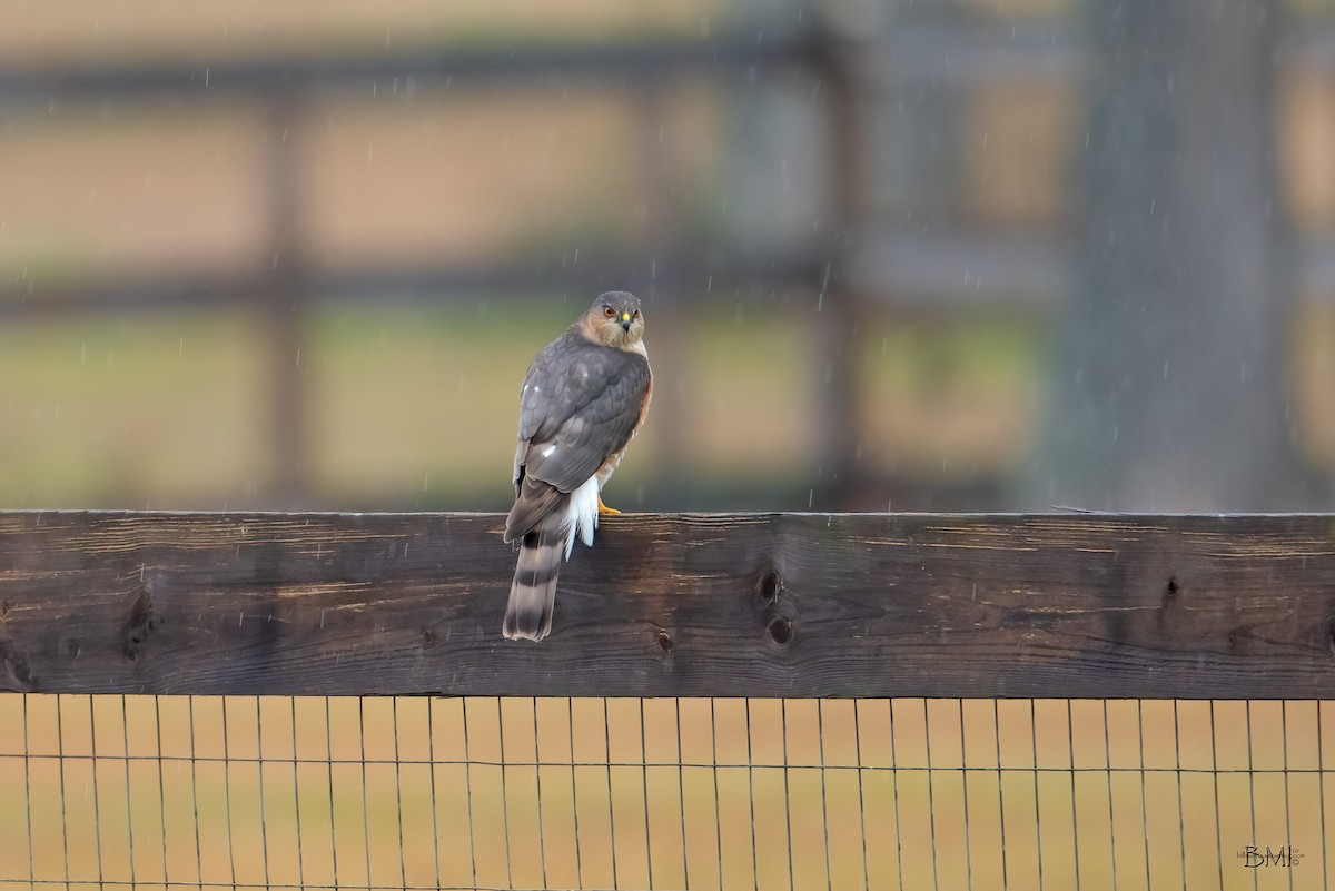 Sharp-shinned Hawk - ML196908081