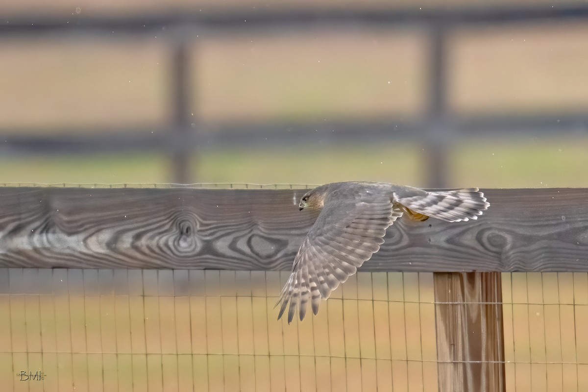 Sharp-shinned Hawk - ML196908091