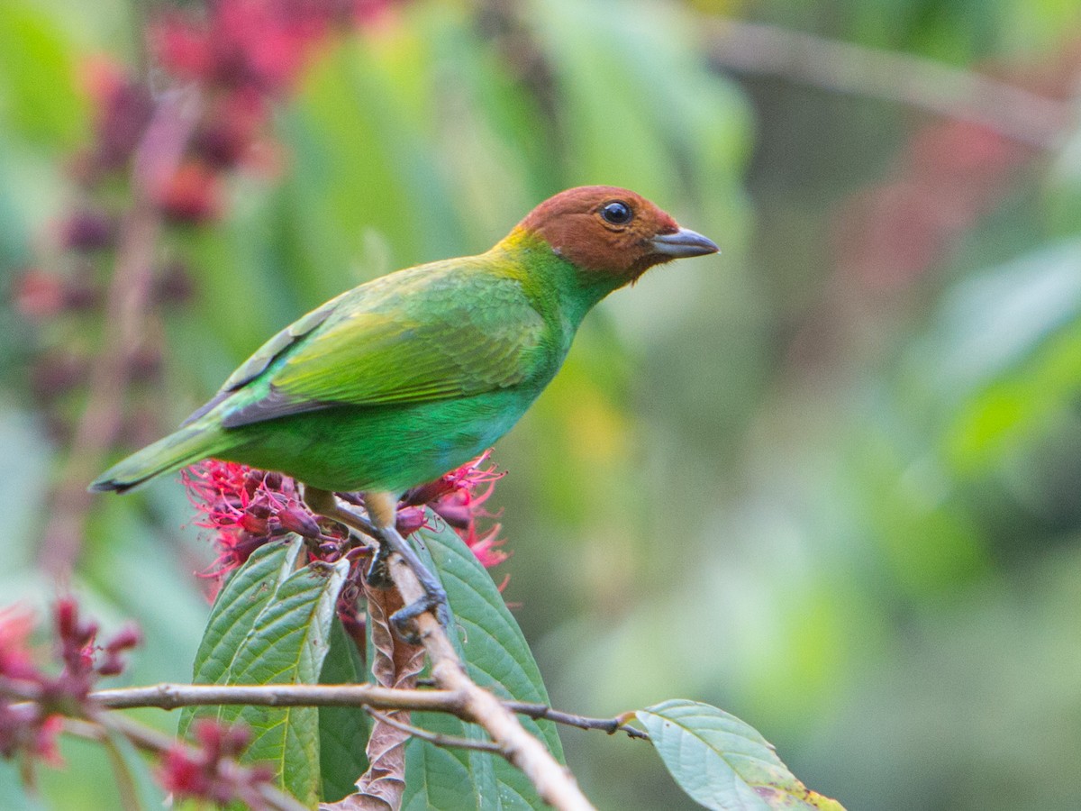 Bay-headed Tanager - ML196908611