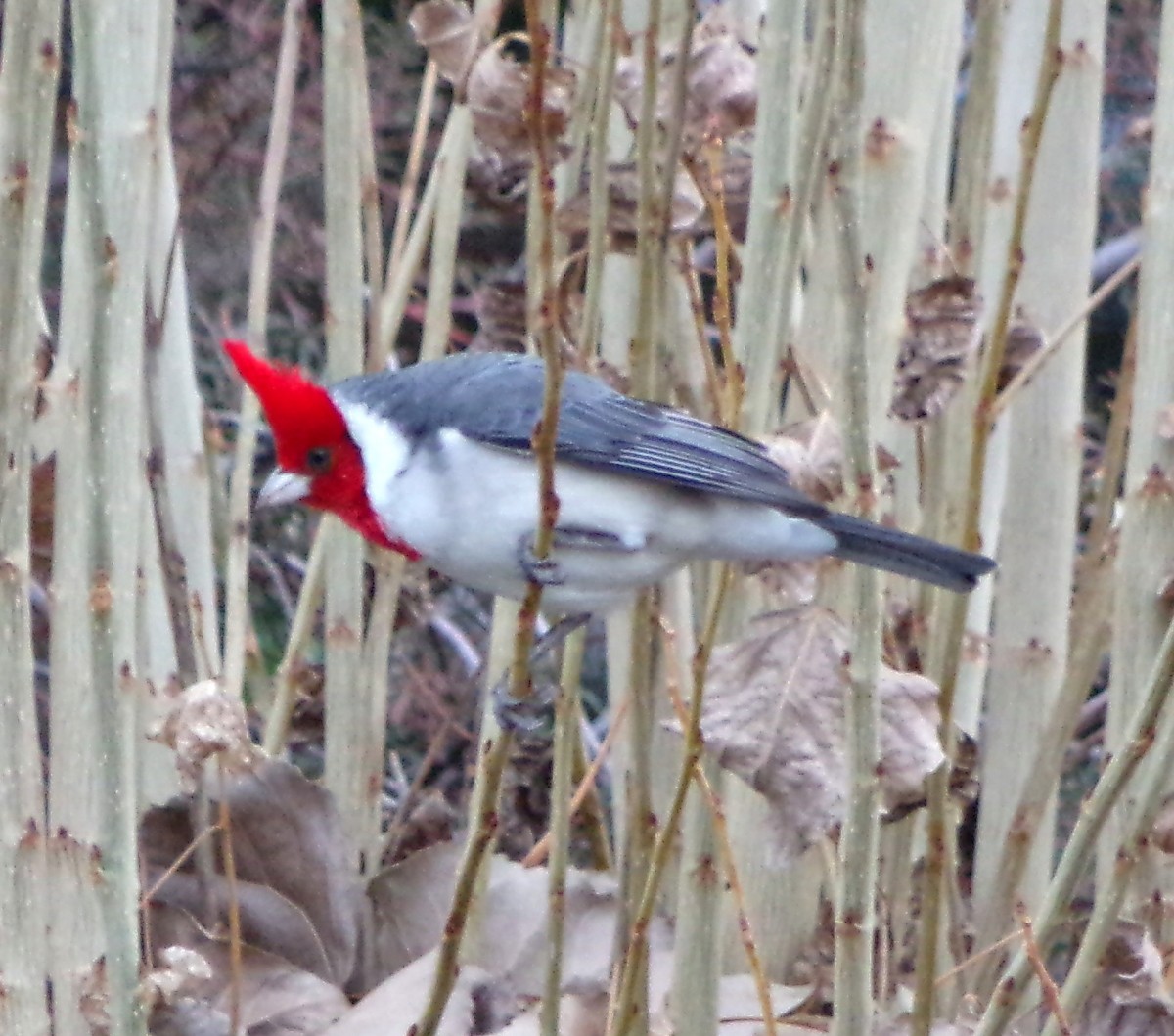 Red-crested Cardinal - ML196909601