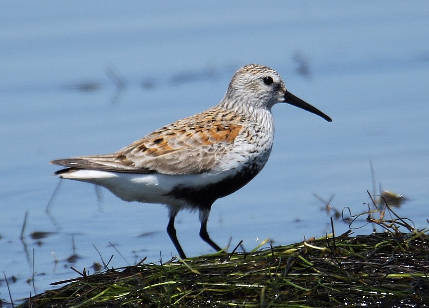 Dunlin - Pavel Parkhaev