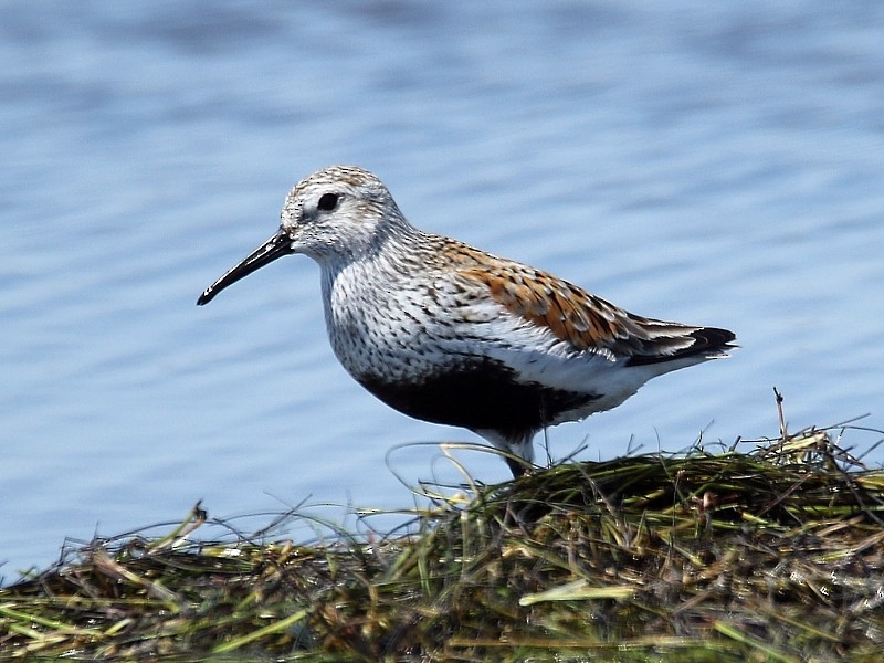 Dunlin - ML196910671