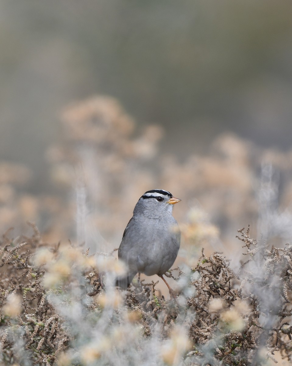White-crowned Sparrow - ML196910921