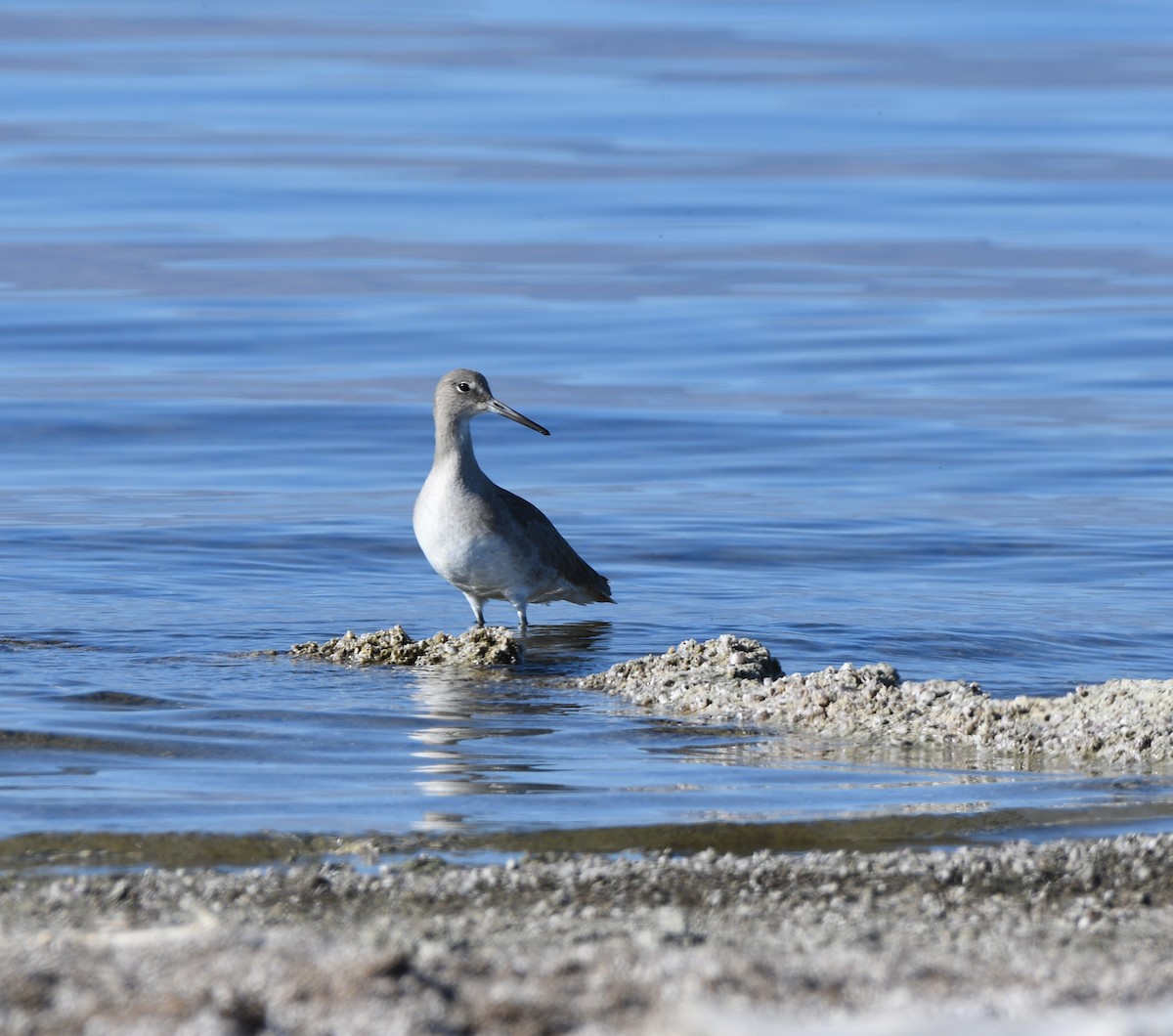 Willet - Janine McCabe