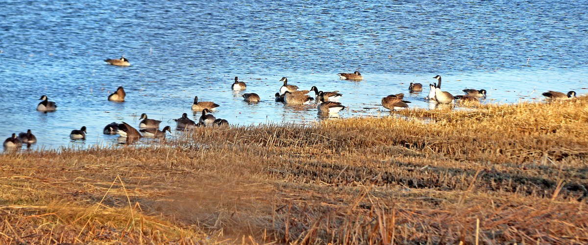 Canada Goose - ML196911531