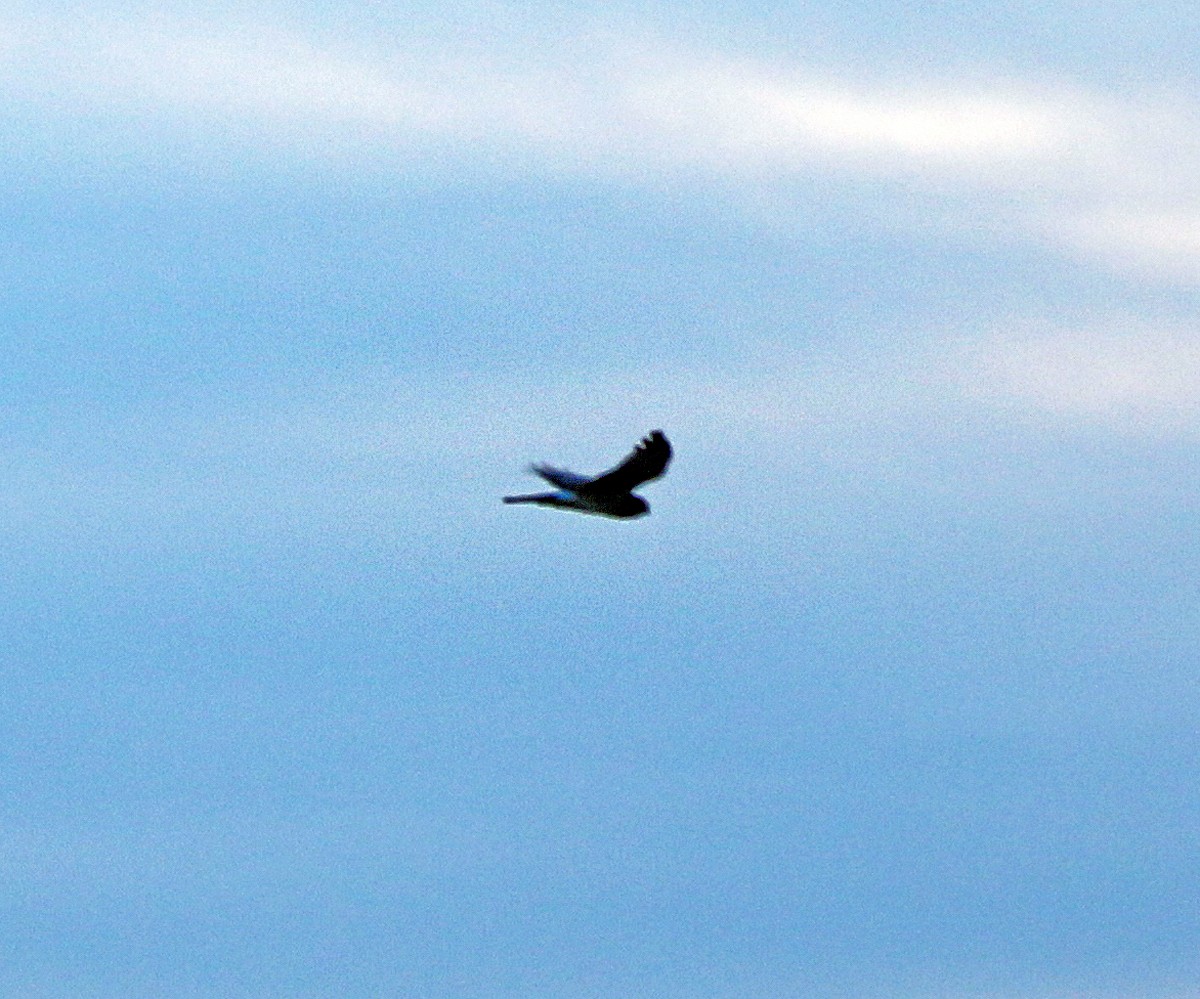 Northern Harrier - ML196911541