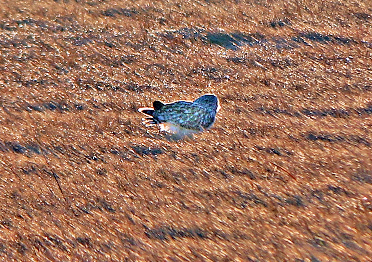 Short-eared Owl - ML196911651