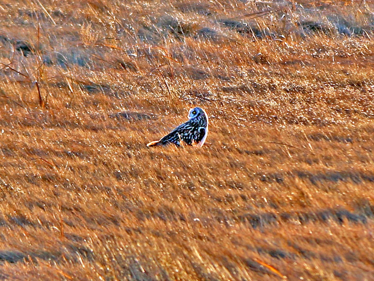 Short-eared Owl - ML196911661