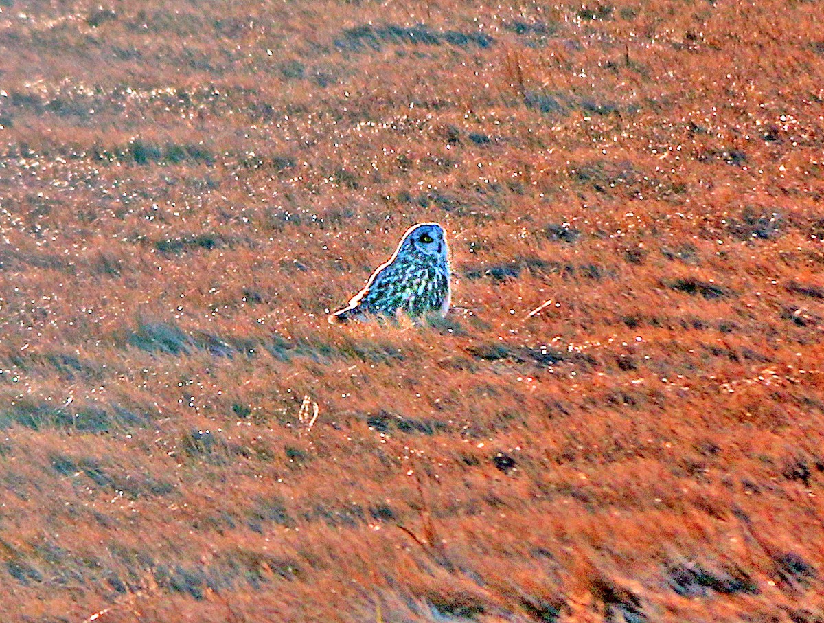 Short-eared Owl - ML196911691