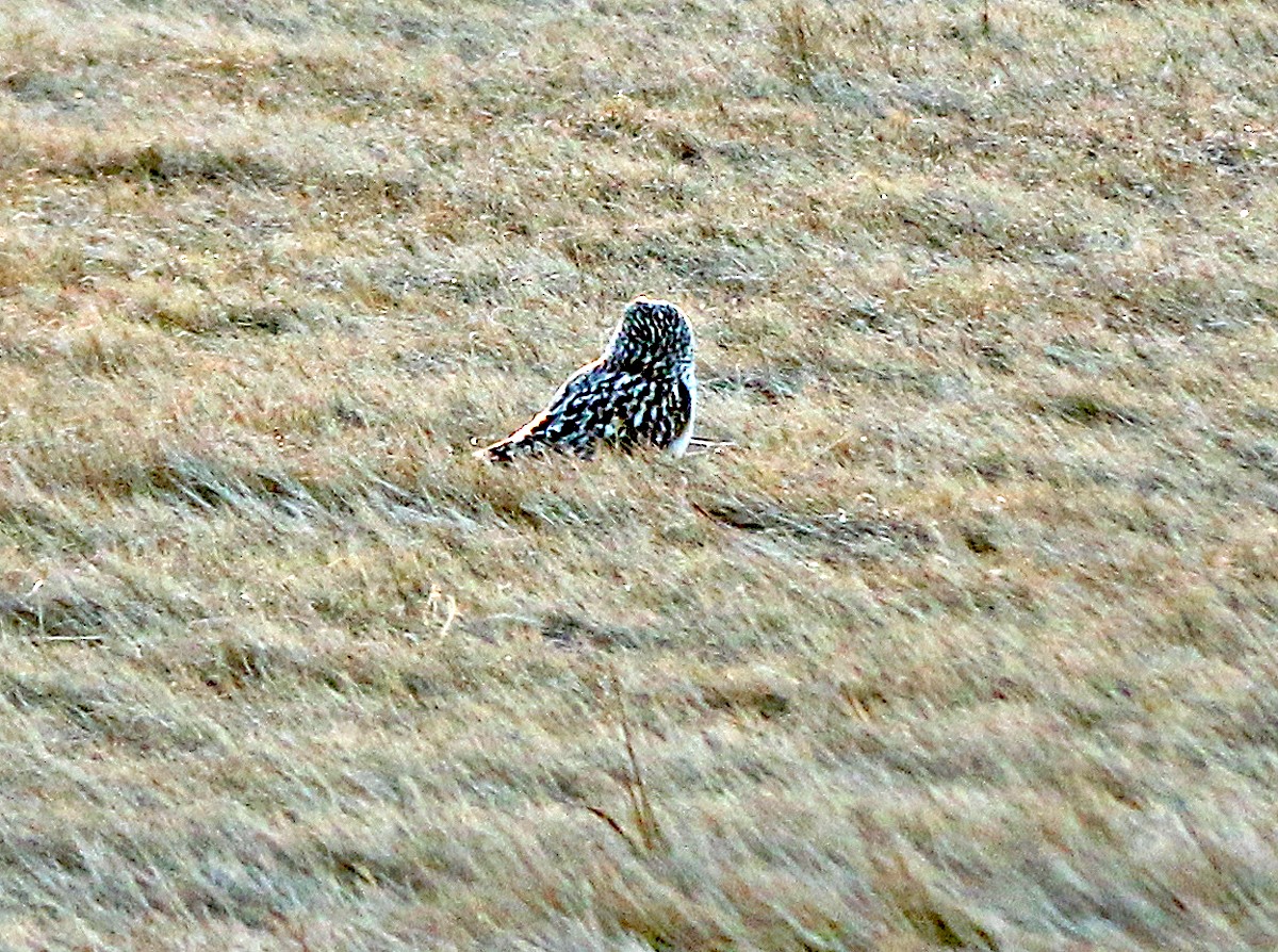 Short-eared Owl - ML196911701