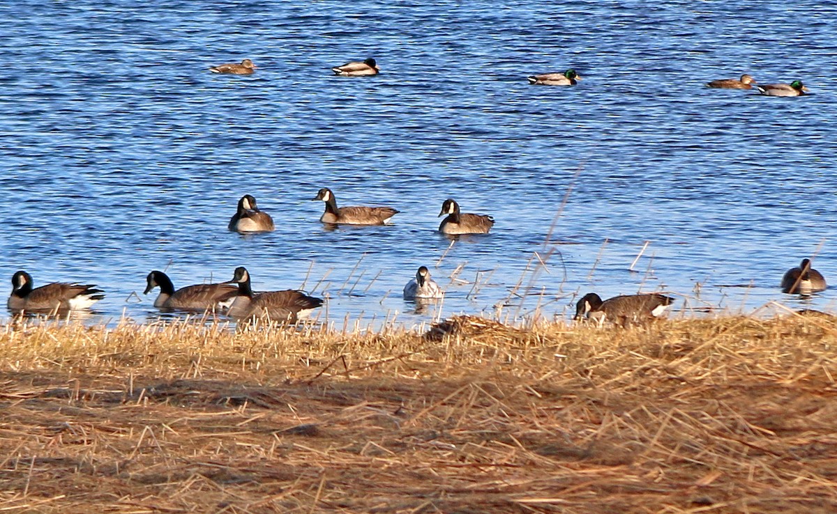 Snow Goose - ML196911771