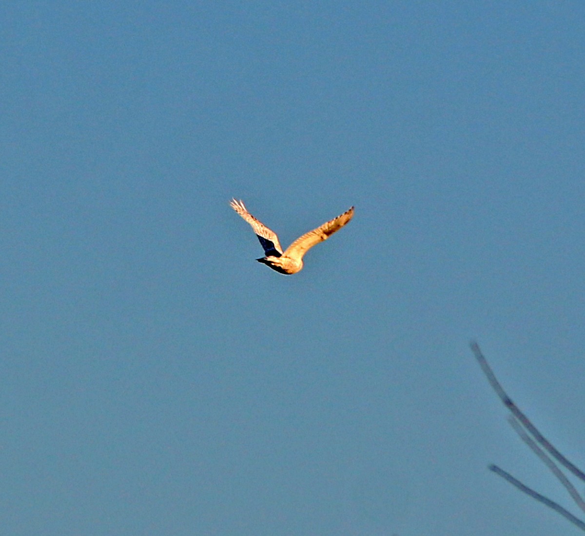 Snowy Owl - ML196911801