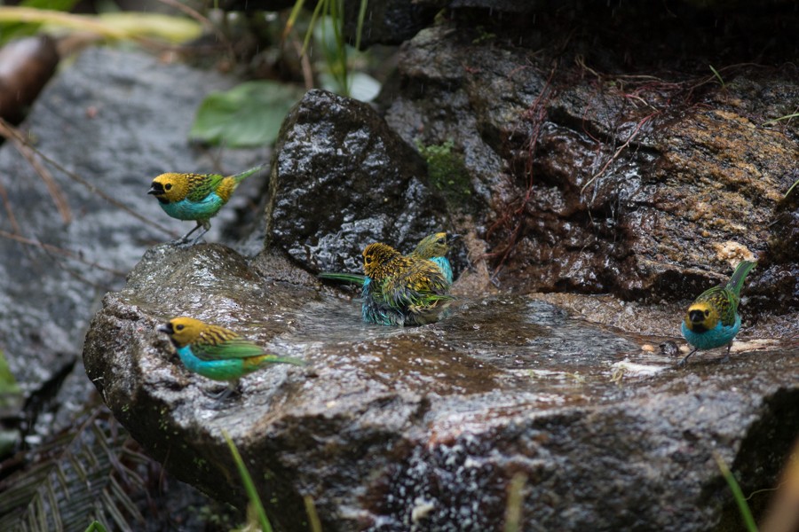 Gilt-edged Tanager - ML196912431