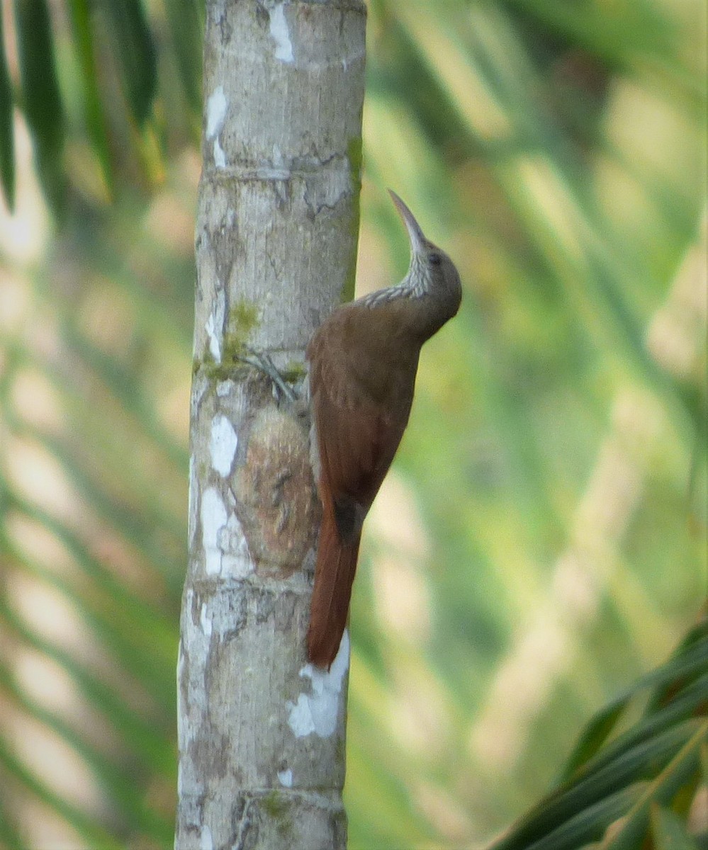 Dusky-capped Woodcreeper (Rondonia) - ML196915921