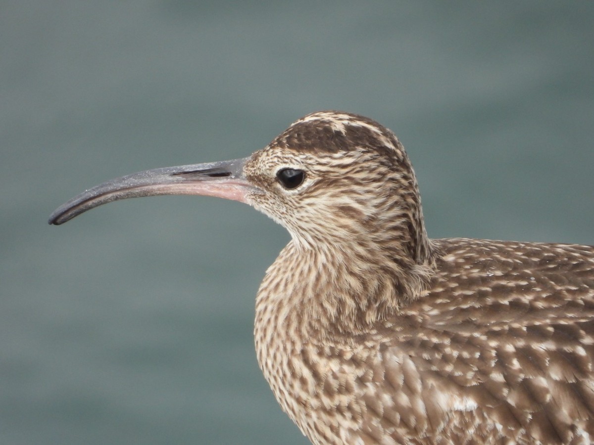 Whimbrel - José Godinho