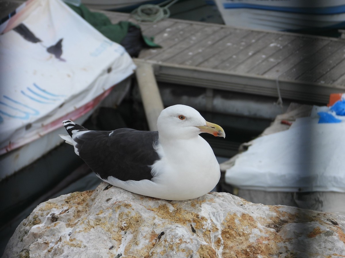 Great Black-backed Gull - ML196916101