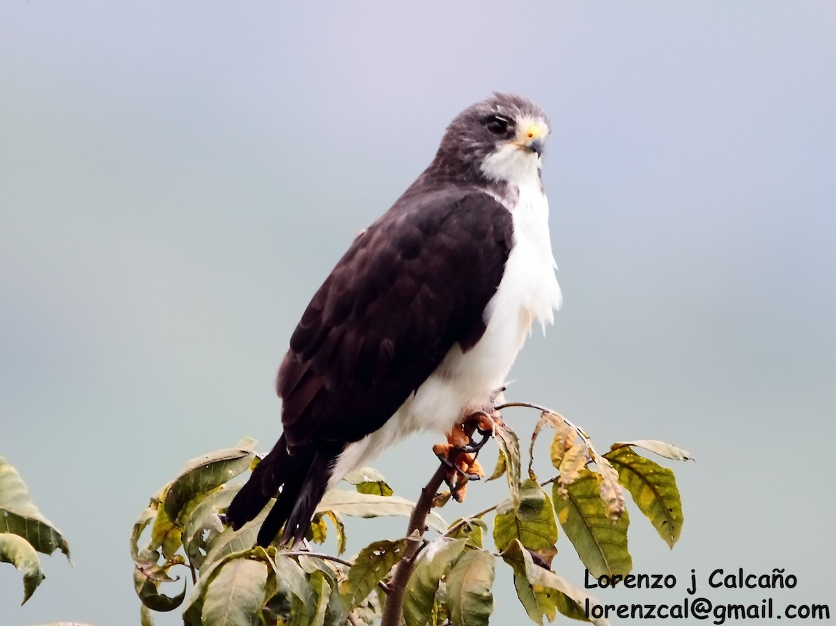 Short-tailed Hawk - Lorenzo Calcaño