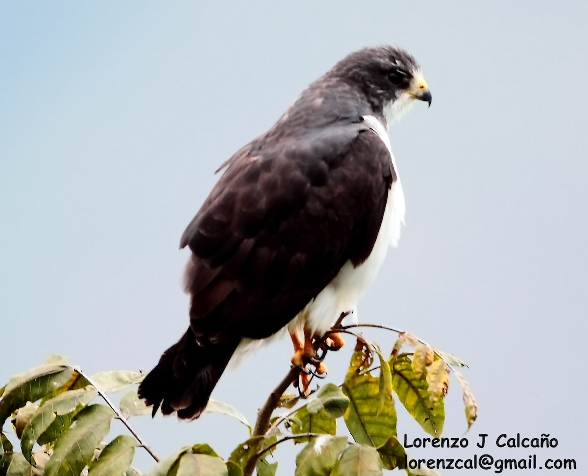 Short-tailed Hawk - Lorenzo Calcaño