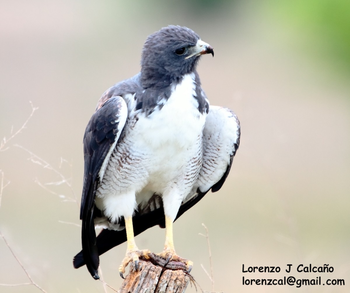 White-tailed Hawk - Lorenzo Calcaño