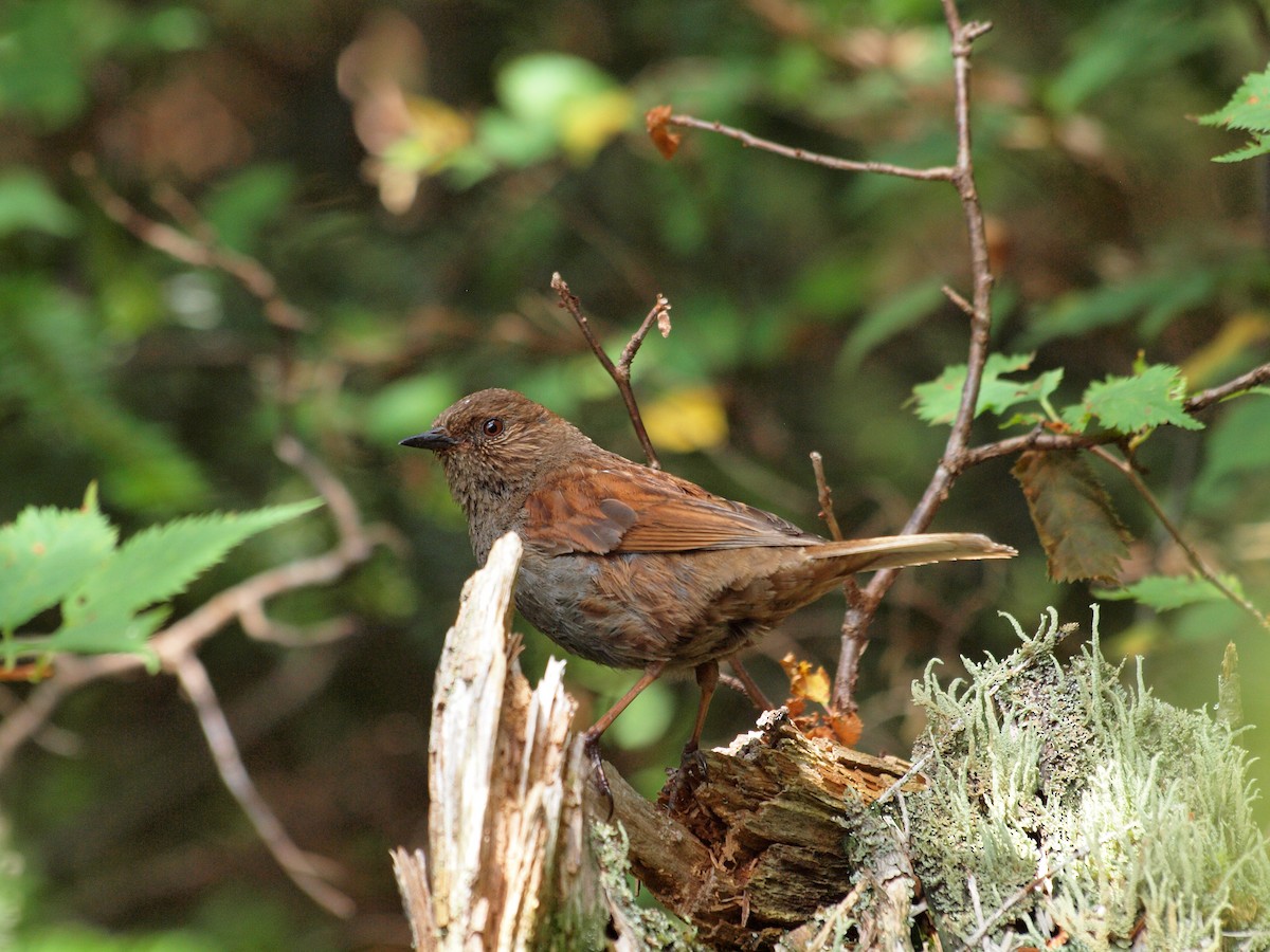 Japanese Accentor - ML196918131