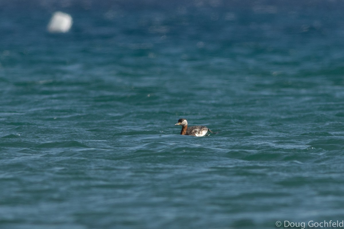 Red-necked Grebe - ML196920401